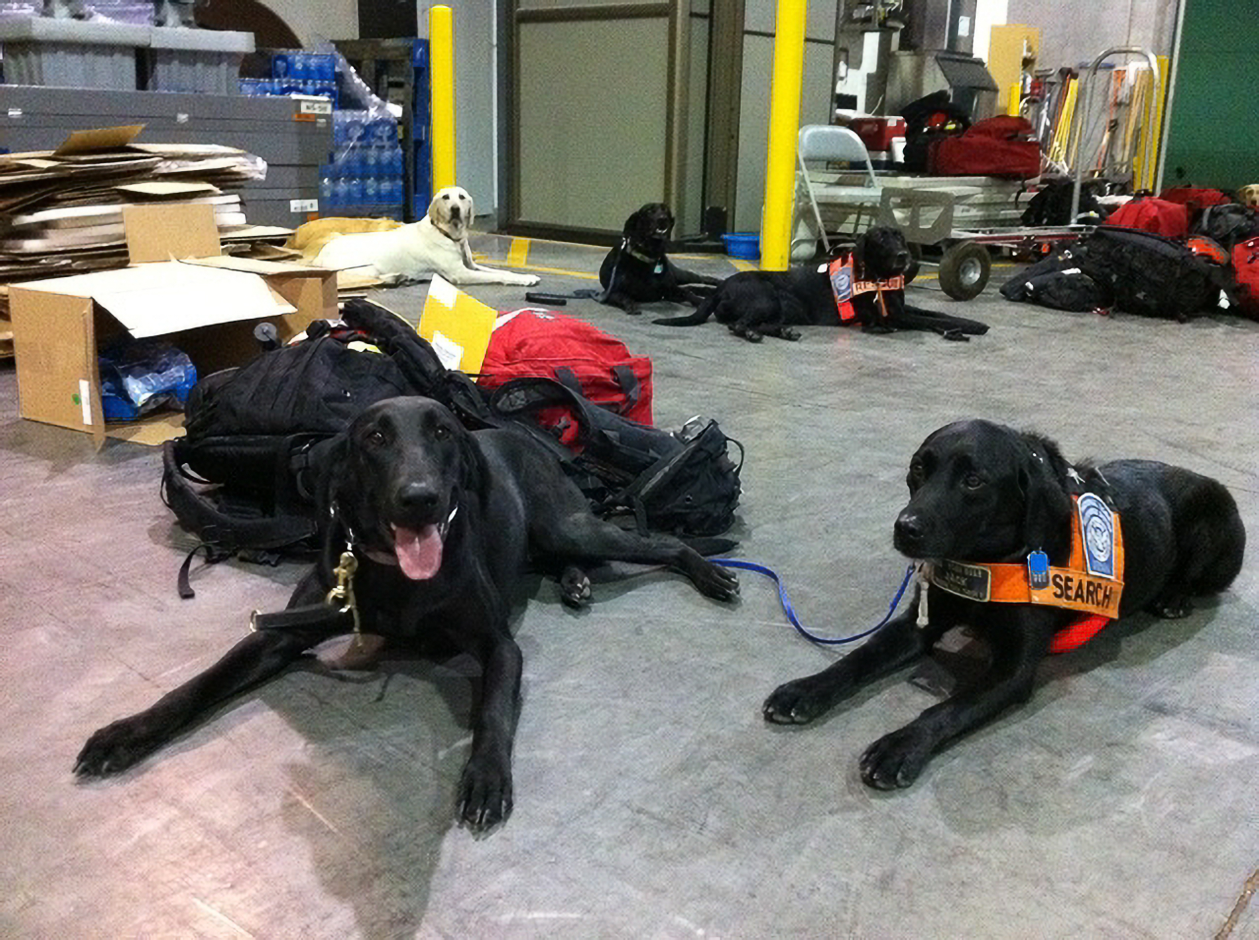 Task Force Dogs